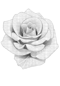 Роза - Zdarma animovaný GIF