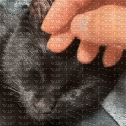 Petting cat :)) - Ilmainen animoitu GIF