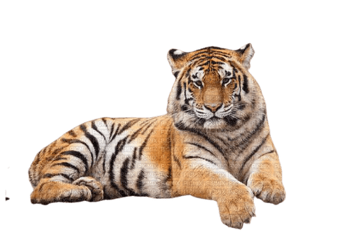 VanessaVallo _crea-tiger sit - PNG gratuit