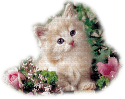 Kaz_Creations Cats Kittens Cat Kitten Flowers - PNG gratuit