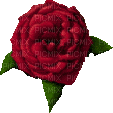 Gif mini rose animé - Бесплатный анимированный гифка