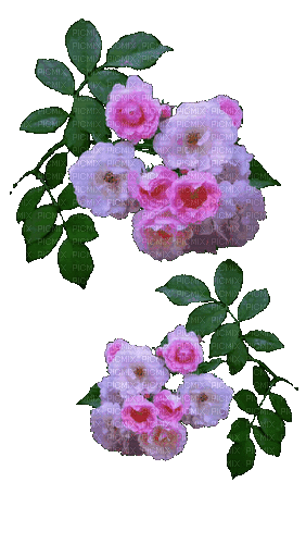 цветы - Zdarma animovaný GIF