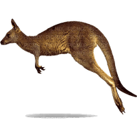 kangaroo - zdarma png
