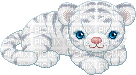 cute siberian snow tiger - Gratis animerad GIF
