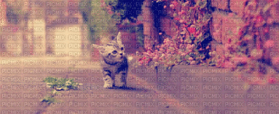 cat - GIF animasi gratis
