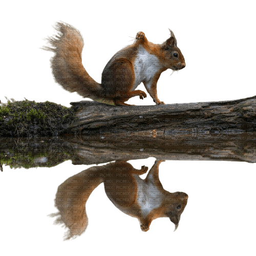 squirrel fall water - 免费PNG