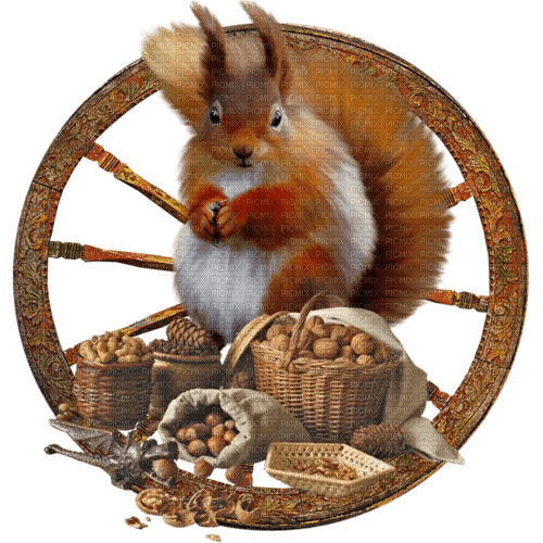 Squirrel Nuts - Bogusia - nemokama png