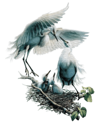 Salomelinda oiseaux ! - PNG gratuit