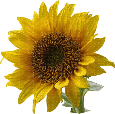 Sunflowers - png ฟรี