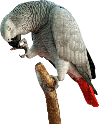Papegaai - 免费PNG