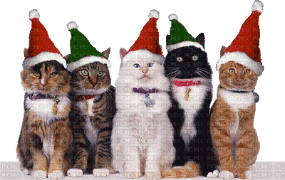 Kaz_Creations Christmas Cats Animated - GIF animasi gratis