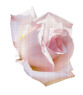 rose rose.Cheyenne63 - Free PNG