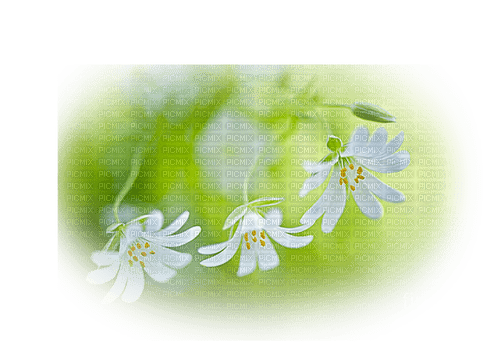 blommor-flowers-green--grön - PNG gratuit