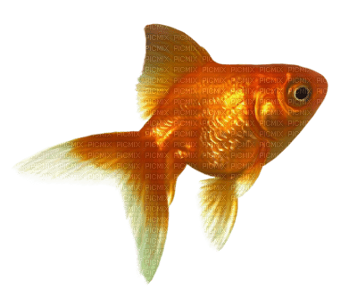 fish - ilmainen png