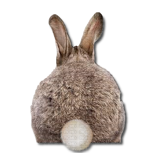 Rabbit.Lapin.Conejo.Victoriabea - Free PNG