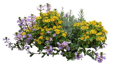 fleurs massifs web charmille - darmowe png