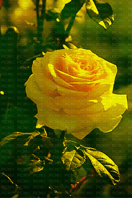flor amarela - GIF เคลื่อนไหวฟรี