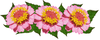 kukka, flower, fleur - PNG gratuit