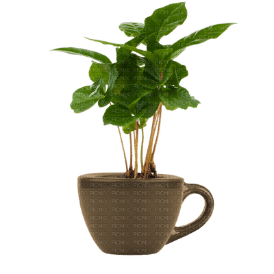 Plants.Pot.Plante.Deco.Victoriabea - png ฟรี