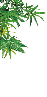 bamboo,tree,leaf - ücretsiz png