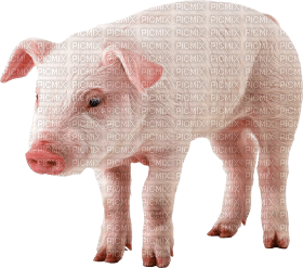 Kaz_Creations Pig - besplatni png