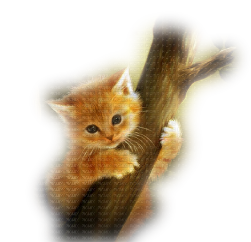 loly33  chaton - kostenlos png