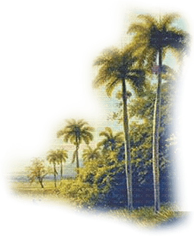 palmeras transparentes dubravka4 - ücretsiz png
