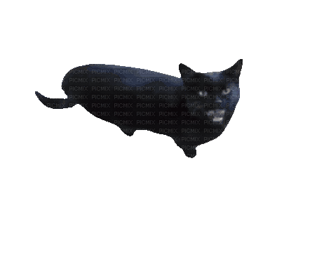 Black Cat Chat - Безплатен анимиран GIF