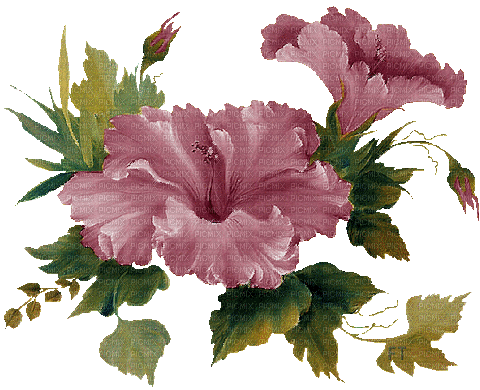 rose,flowers, purple, GIF, basket,Pelageya