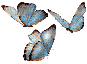 papillon - ilmainen png