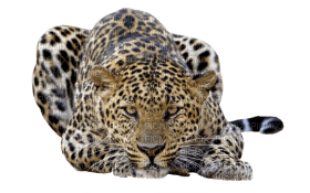 Kaz_Creations Leopard - nemokama png
