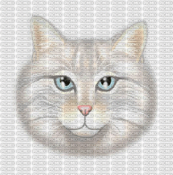 gif gato - Gratis animeret GIF