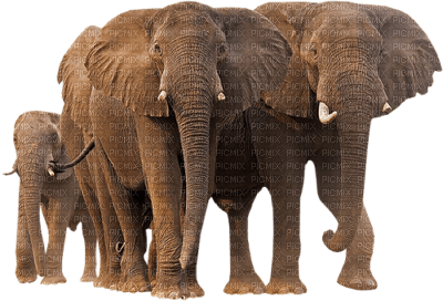 elephants - Nitsa - png gratuito