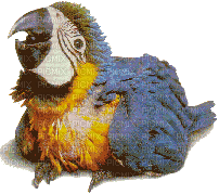 Parrot birds bp - Gratis animeret GIF