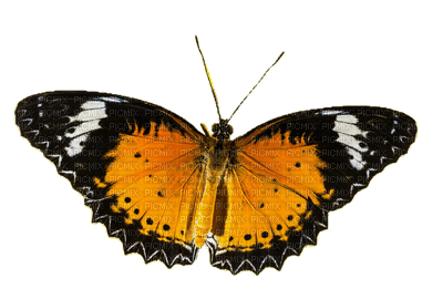 schmetterling - δωρεάν png