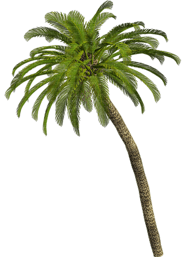 Palm Tree.Green.Brown - gratis png
