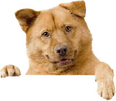 Kaz_Creations Dogs Dog - Free PNG