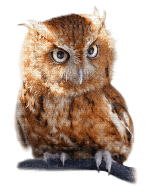 Kaz_Creations Owls Owl Birds Bird - gratis png