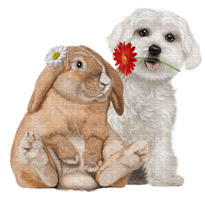 animal-dog-bunny-djur-hund-kanin - фрее пнг