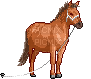 horse - GIF animado gratis