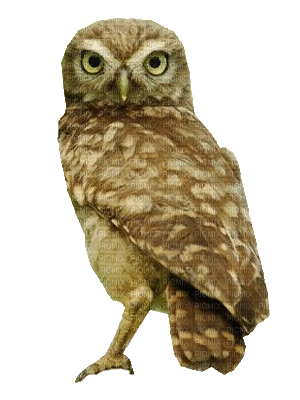 owl bp - Ingyenes animált GIF