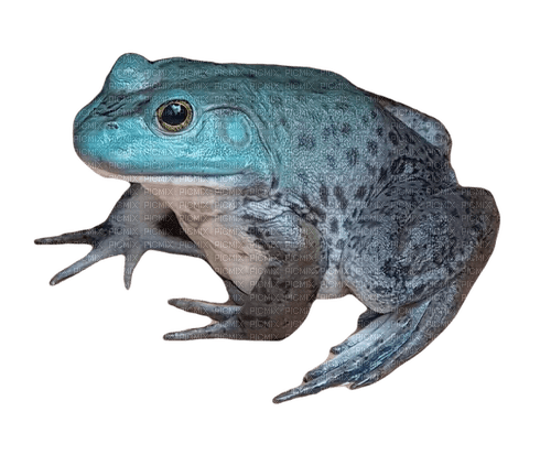 blue bull frog - 免费PNG