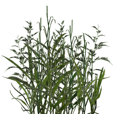 plants two katrin - PNG gratuit
