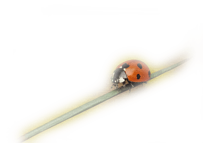 ladybug deco - 免费PNG