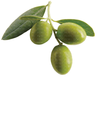 olives bp - zdarma png