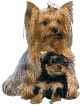 chiens ( - 免费PNG