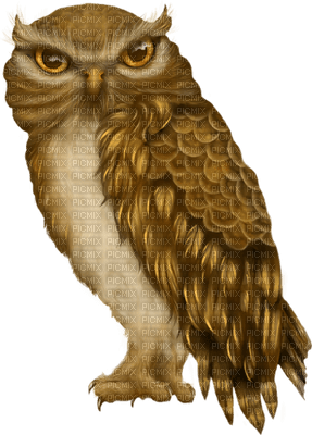 Kaz_Creations Owls Owl - δωρεάν png