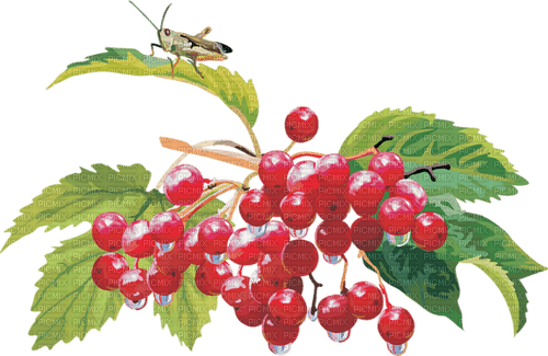 redcurrant Bb2 - Free PNG