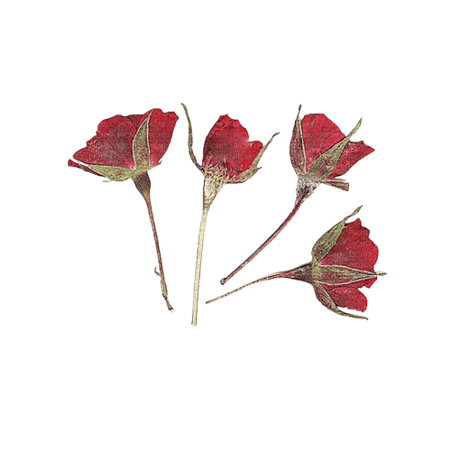 pressed flowers - png gratuito