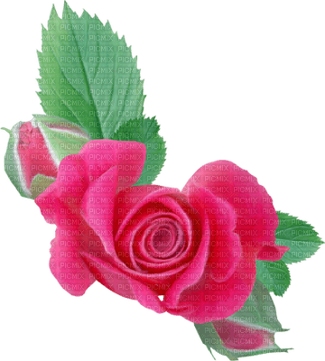 rose rose.Cheyenne63 - 無料png